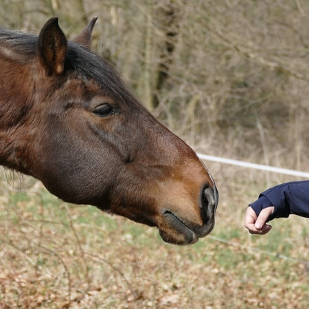Bernard Lamonnier vous présente l'éducation du cheval et du cavalier